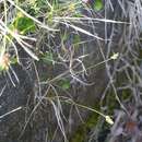 Image of Carex arenicola F. Schmidt
