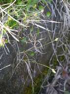 Image of Carex arenicola F. Schmidt