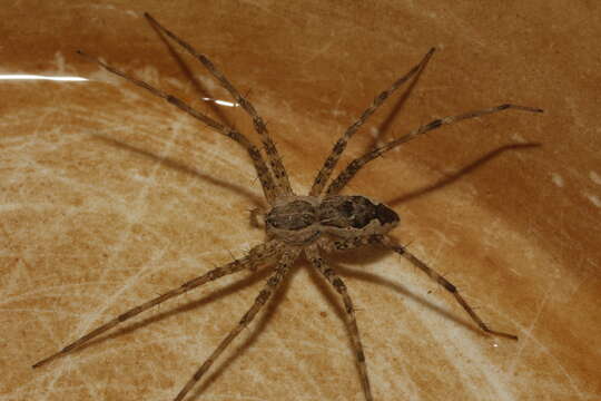 Image of nursery web spiders