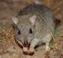 Sivun Bettongia tropica Wakefield 1967 kuva