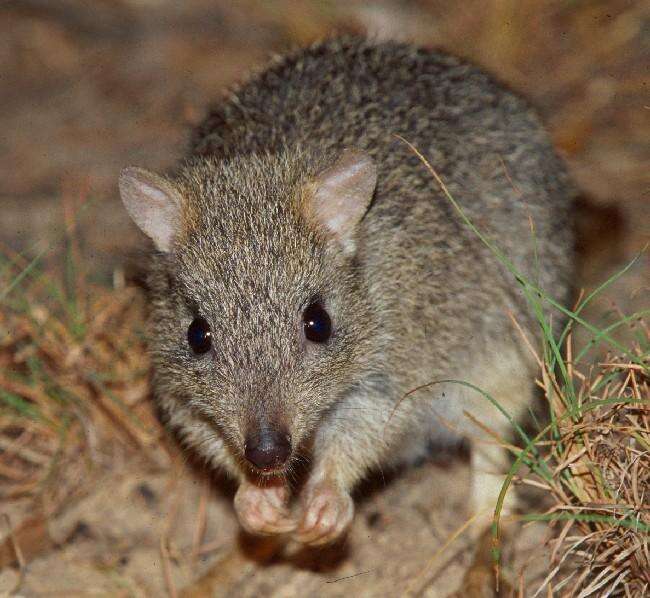 Image of Northern Bettong