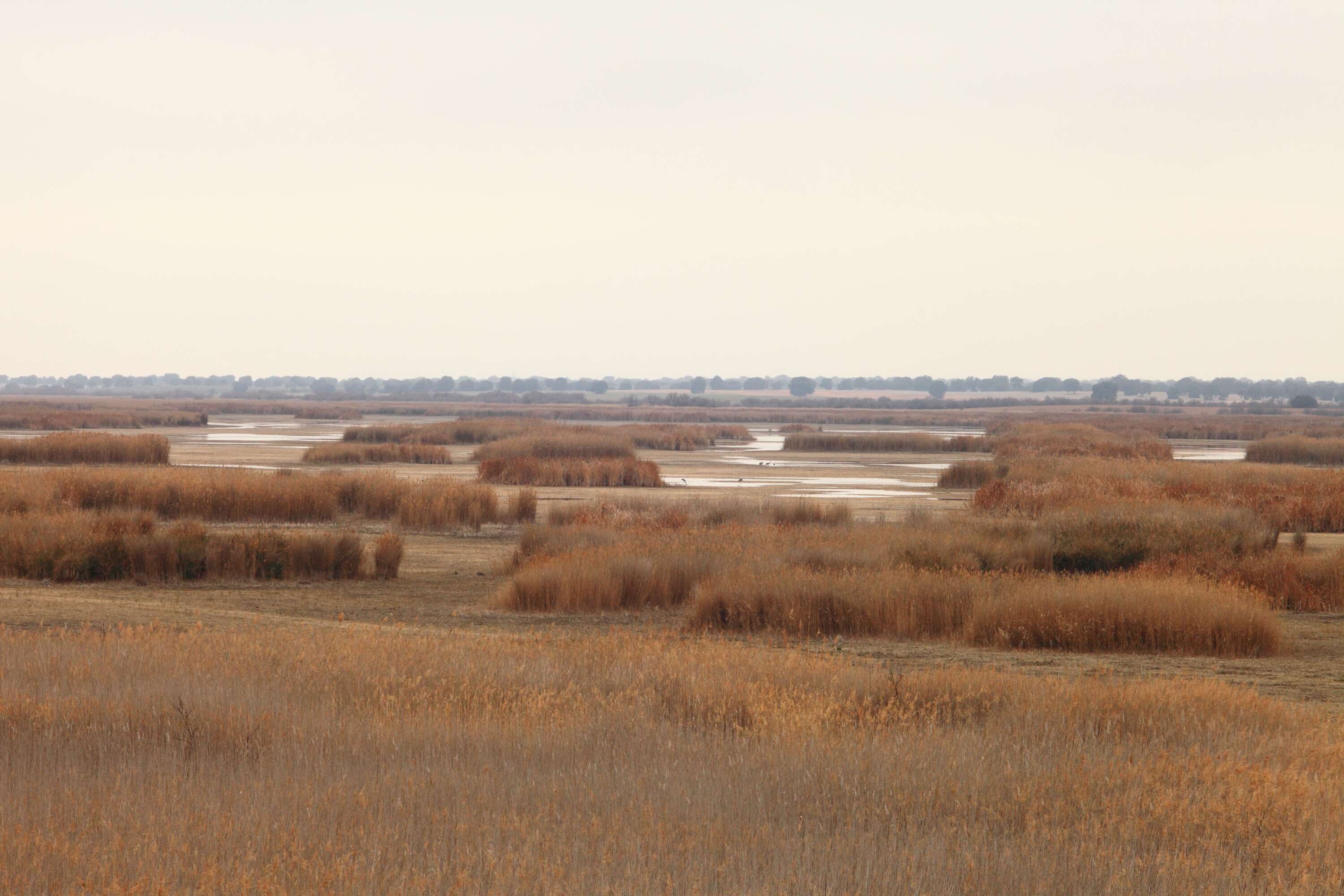 Image of common reed