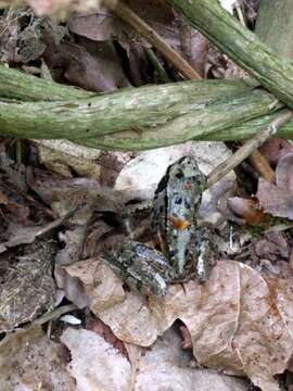 Image of Common frog