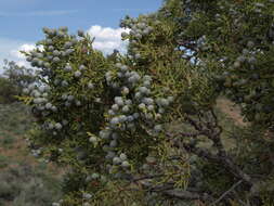 Image of Bigberry Juniper