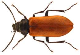 Слика од Omophlus lepturoides