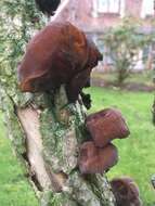 Image of ear fungus