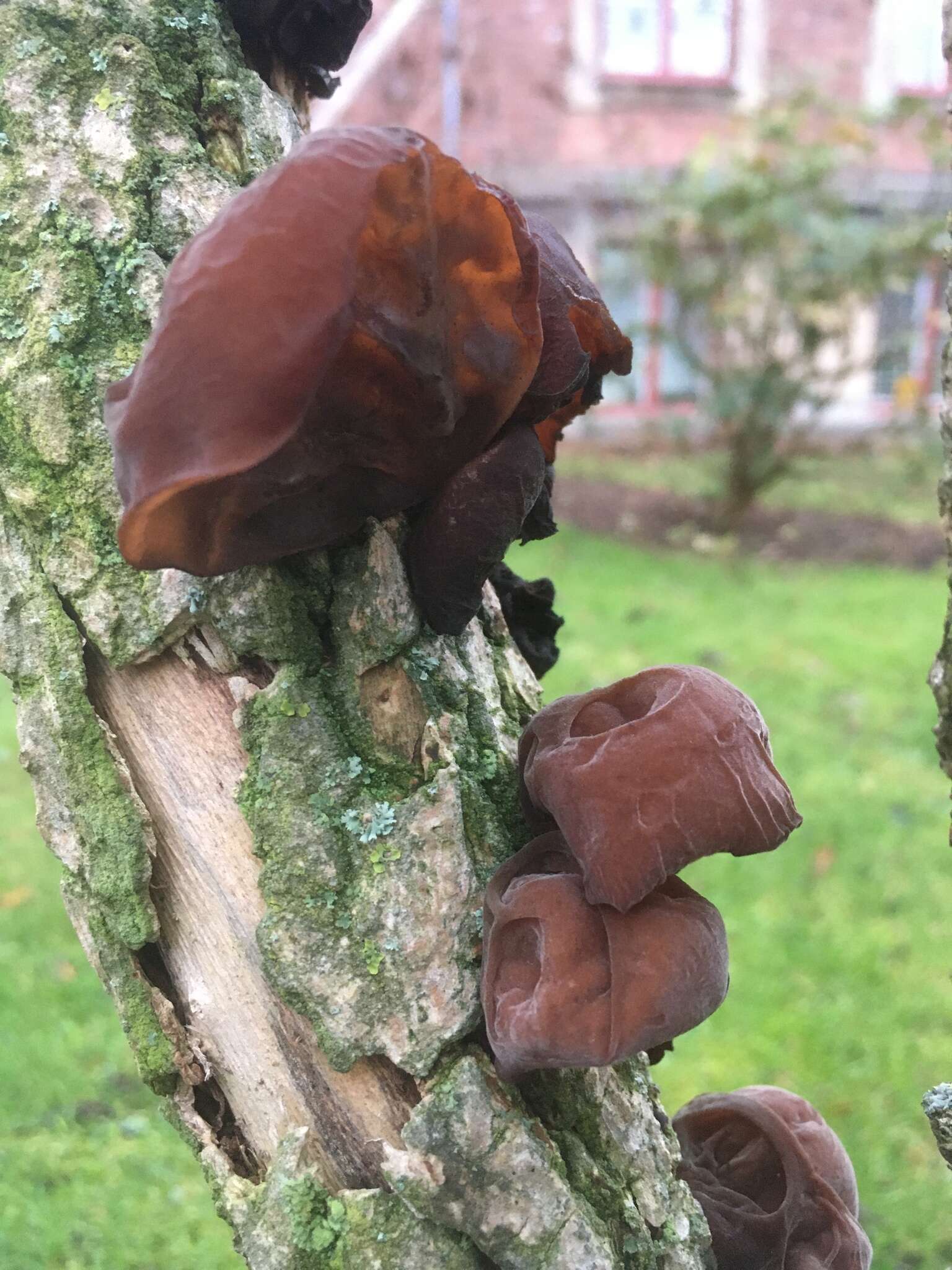 Image of ear fungus