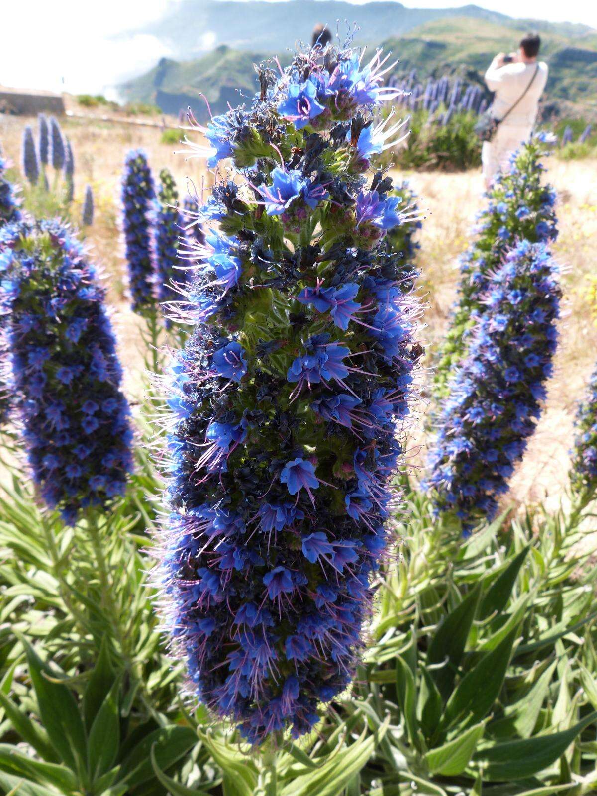 Echium nervosum Dryand. ex Ait.的圖片