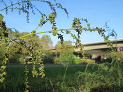 Image de Atriplex sagittata Bkh.