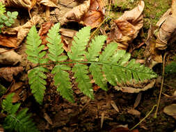 Image of Polypodiidae