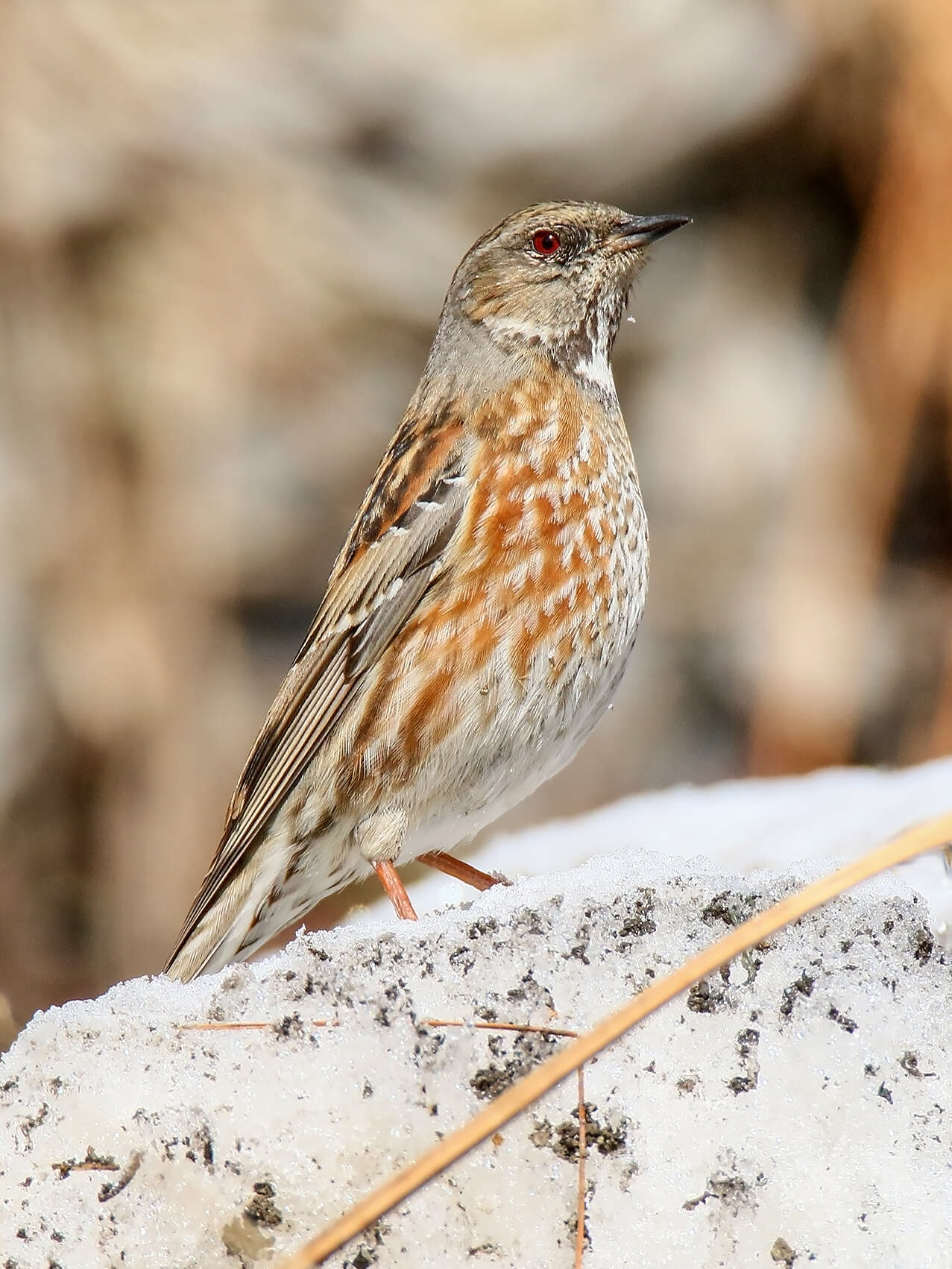 Image of Altai Accentor