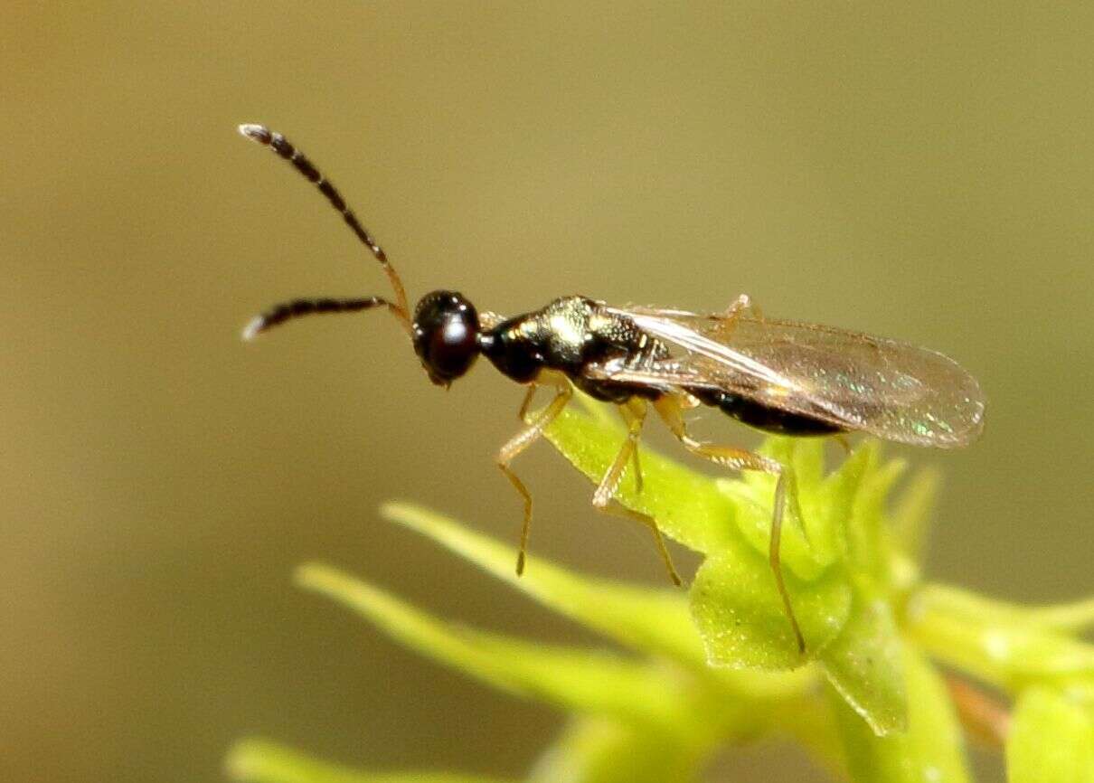 Слика од Hemiptarsenus