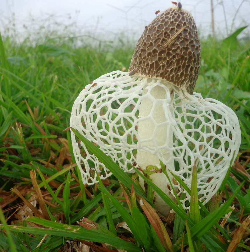 Image of Bridal veil stinkhorn