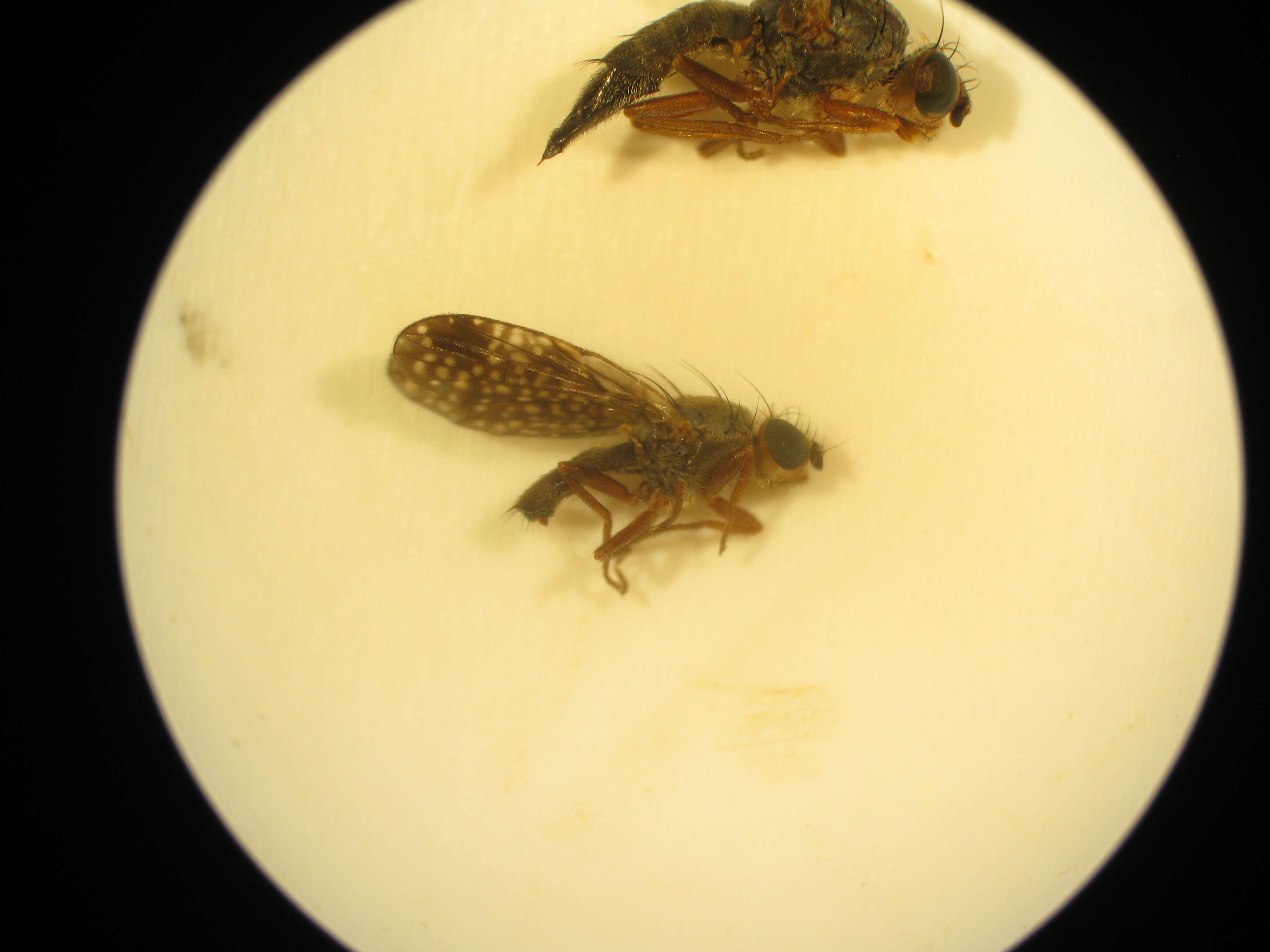 Image of Trupanea denotata Hardy 1980