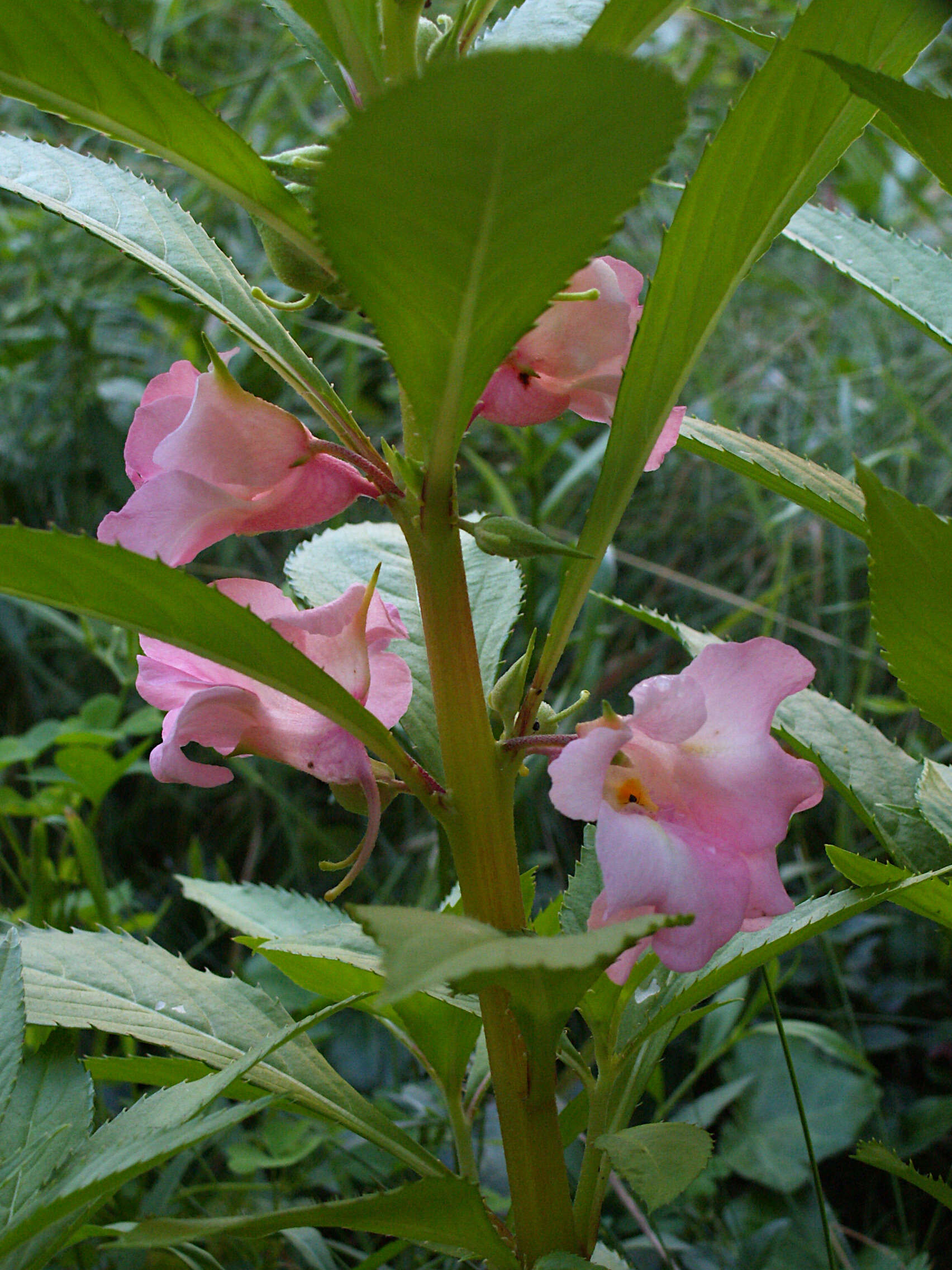 Image of spotted snapweed