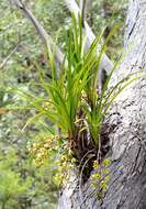 Image of Snake orchid