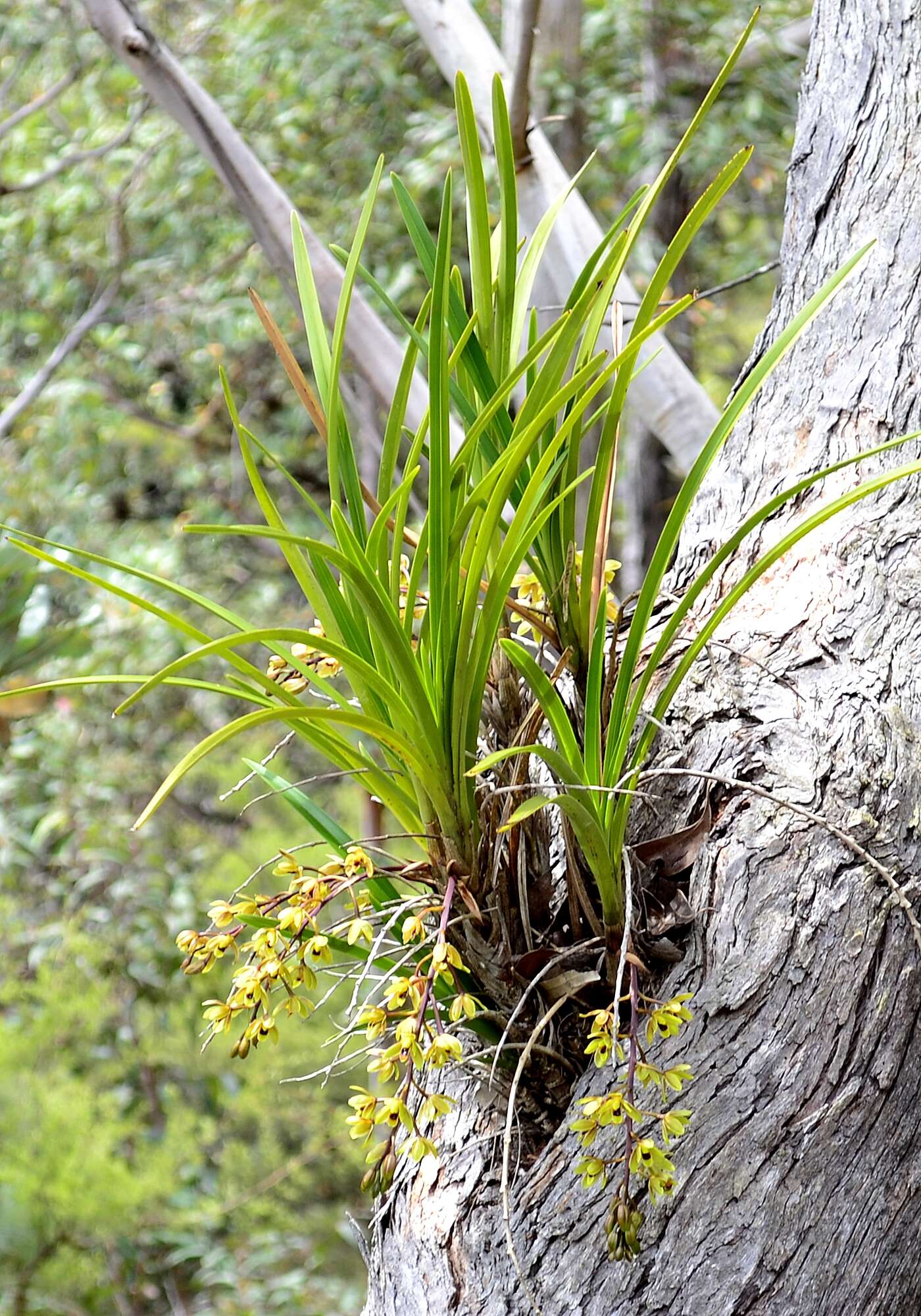 Image of Snake orchid