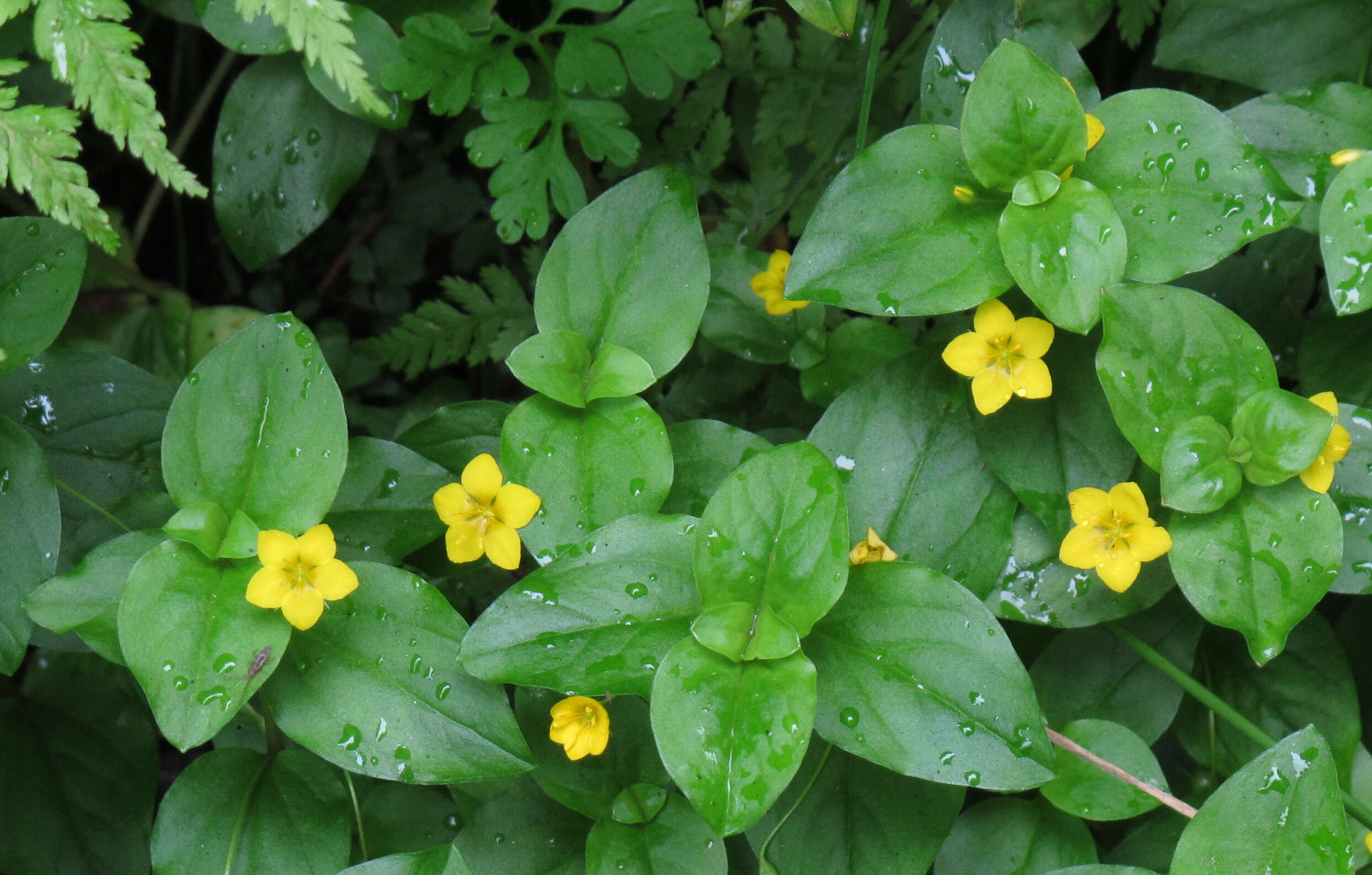 Lysimachia nemorum L. resmi