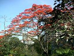 Imagem de Erythrina poeppigiana (Walp.) O. F. Cook