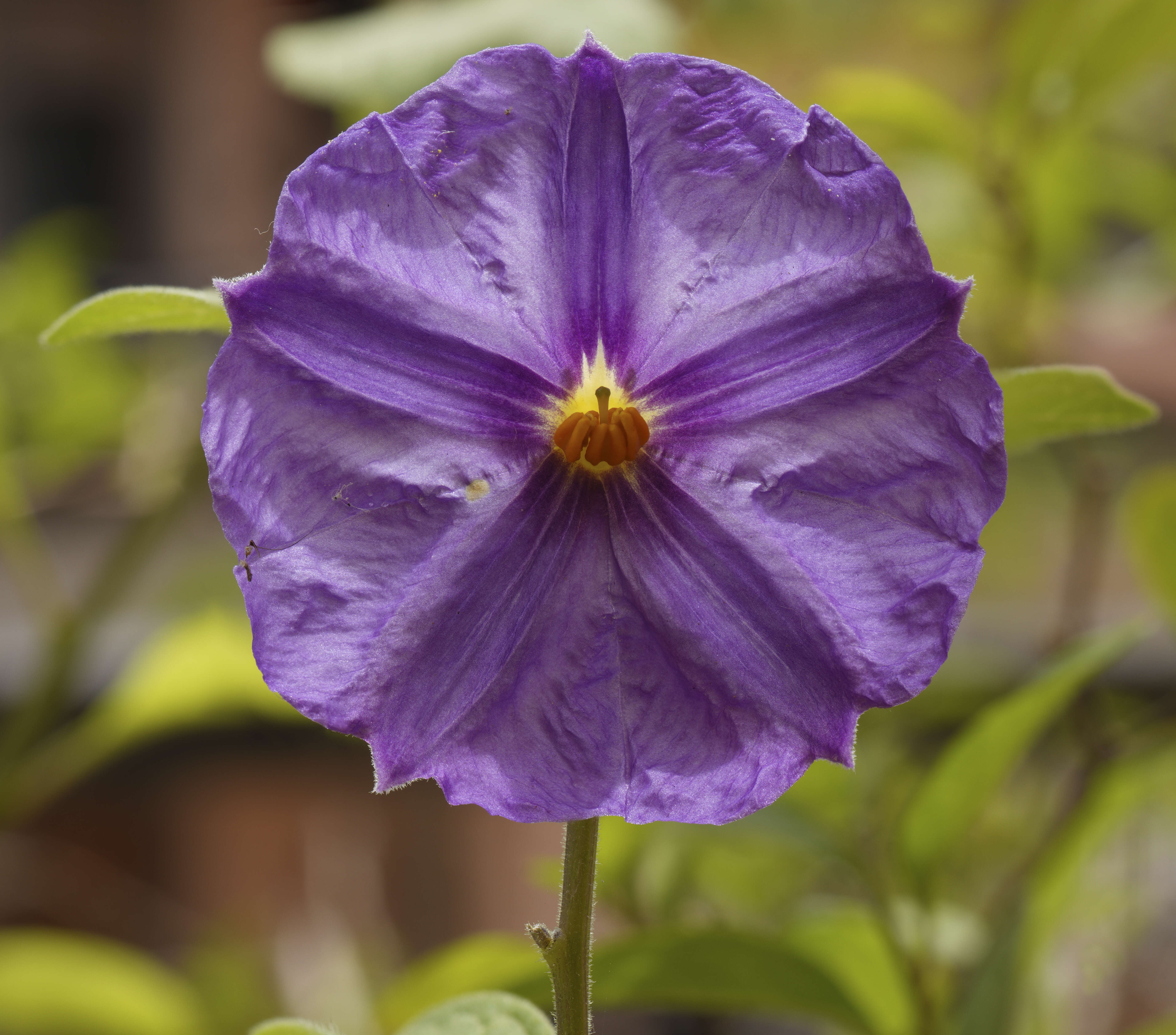 Image of Kangaroo Apple