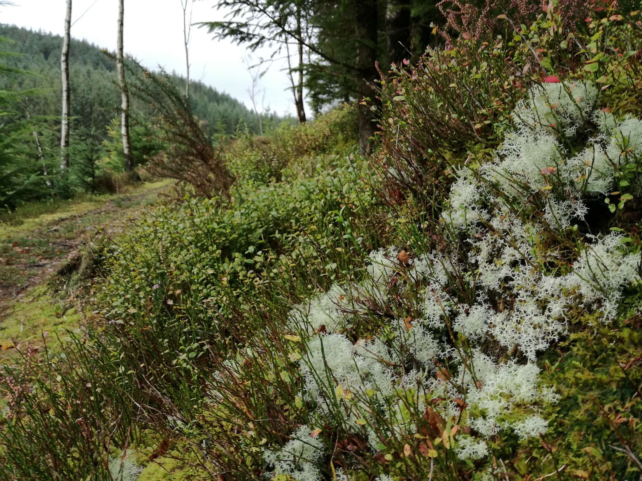 Image of Reindeer lichen