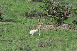 Image of Tehuantepec Hare