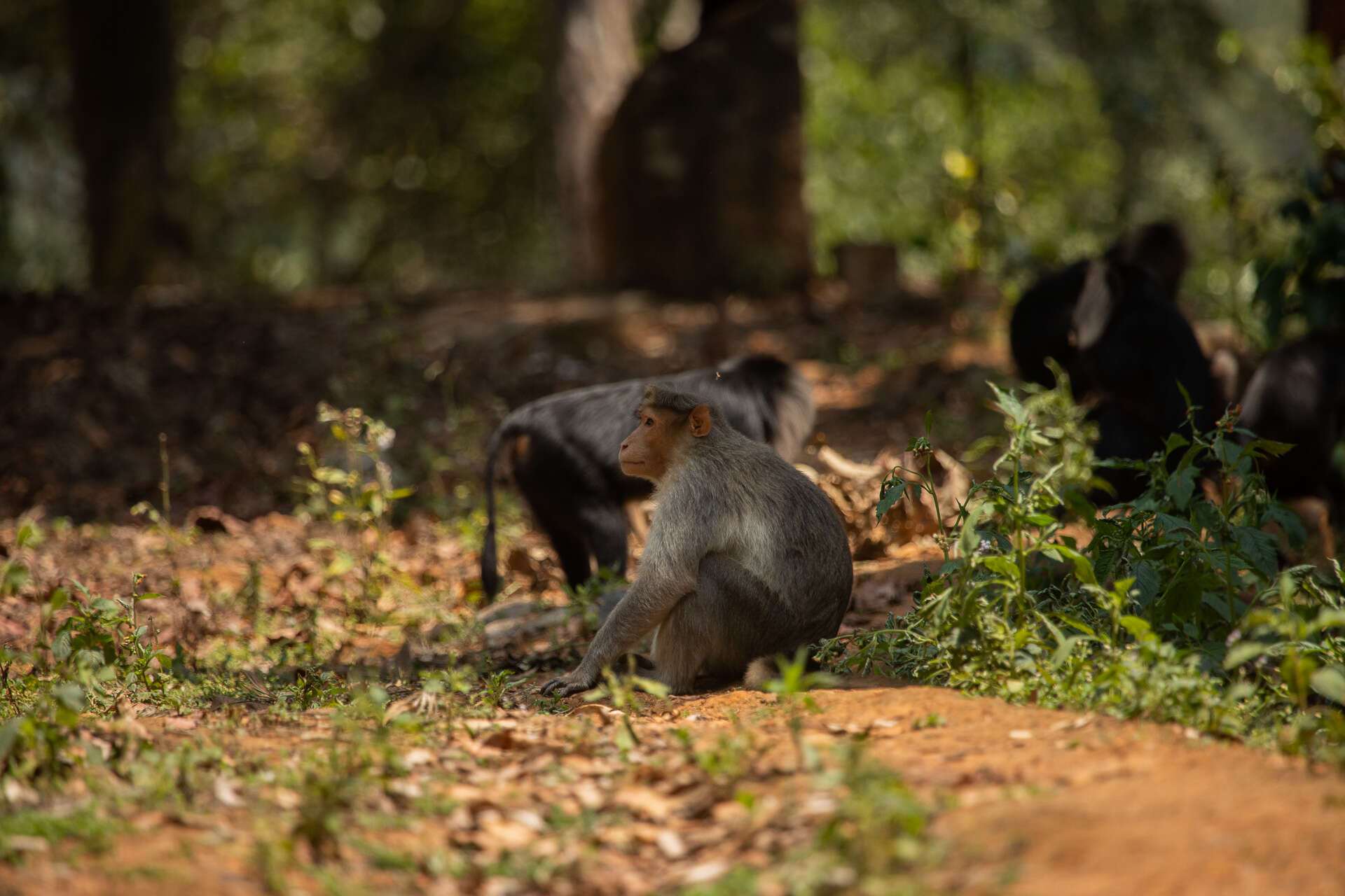 Image of Lion-tailed Macaque