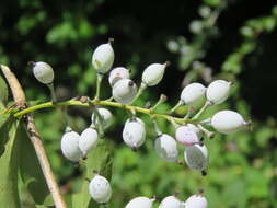 Image of Berberis aristata DC.