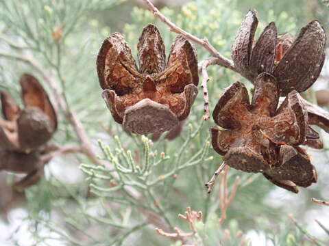 Plancia ëd Callitris columellaris F. Muell.