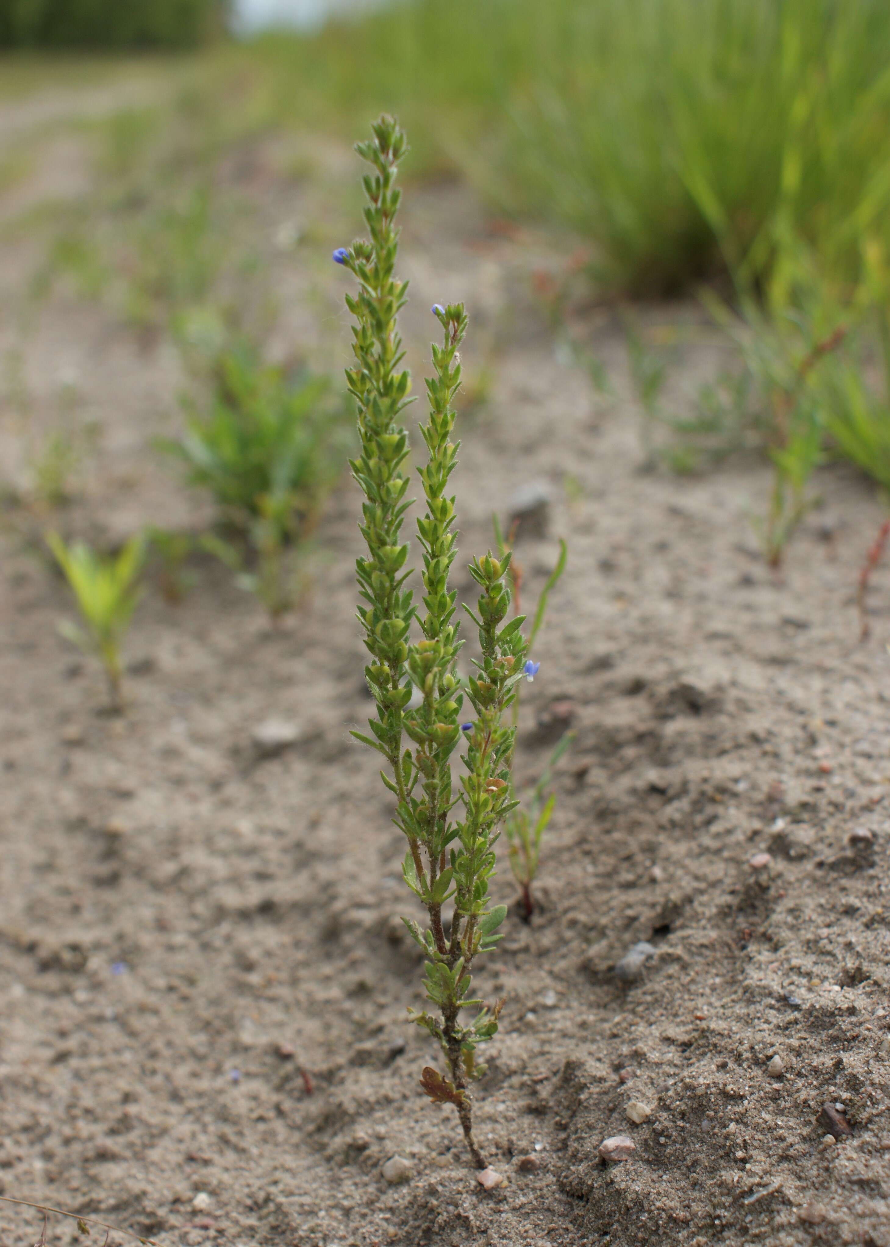 Image of Dillenius' speedwell