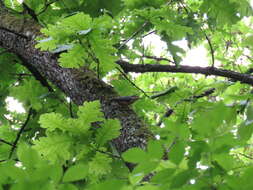 Image of Hungarian Oak