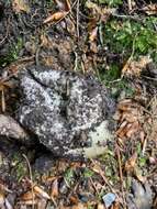 Image of Stinkhorn