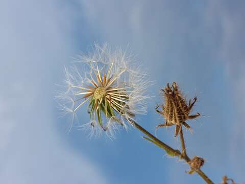 Image of bristly hawksbeard