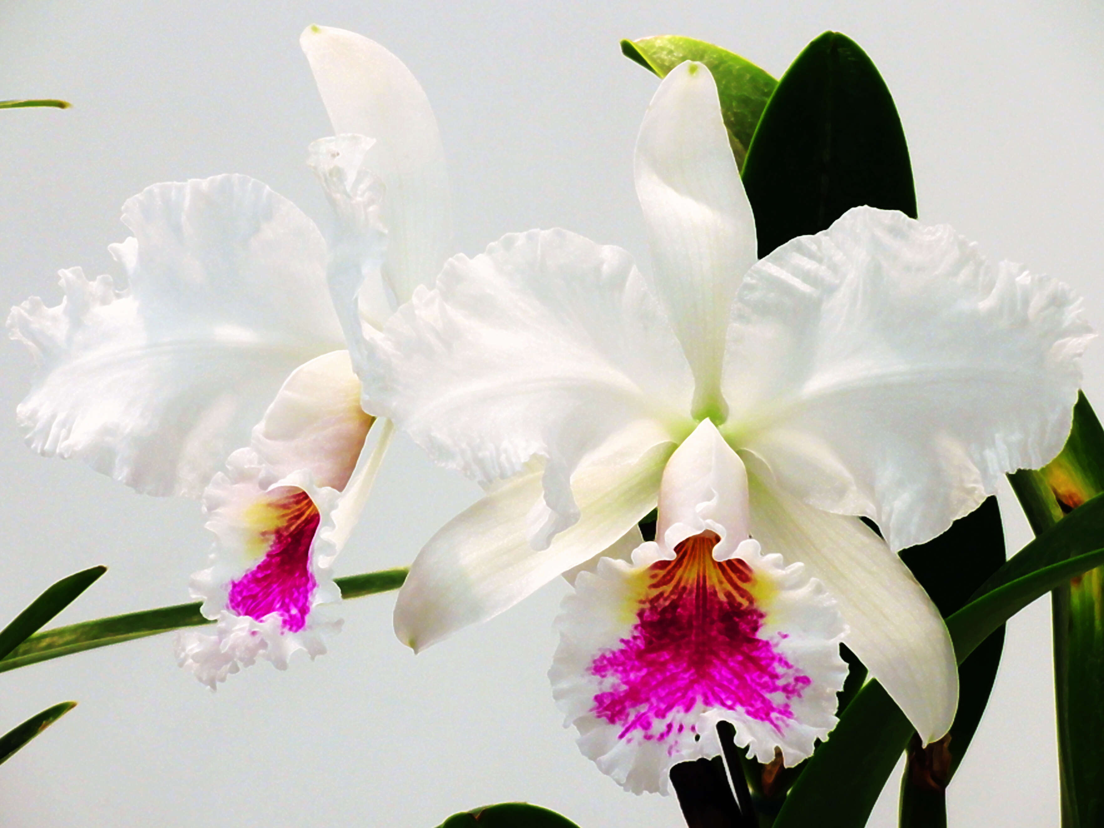 Image of Jenman's Cattleya