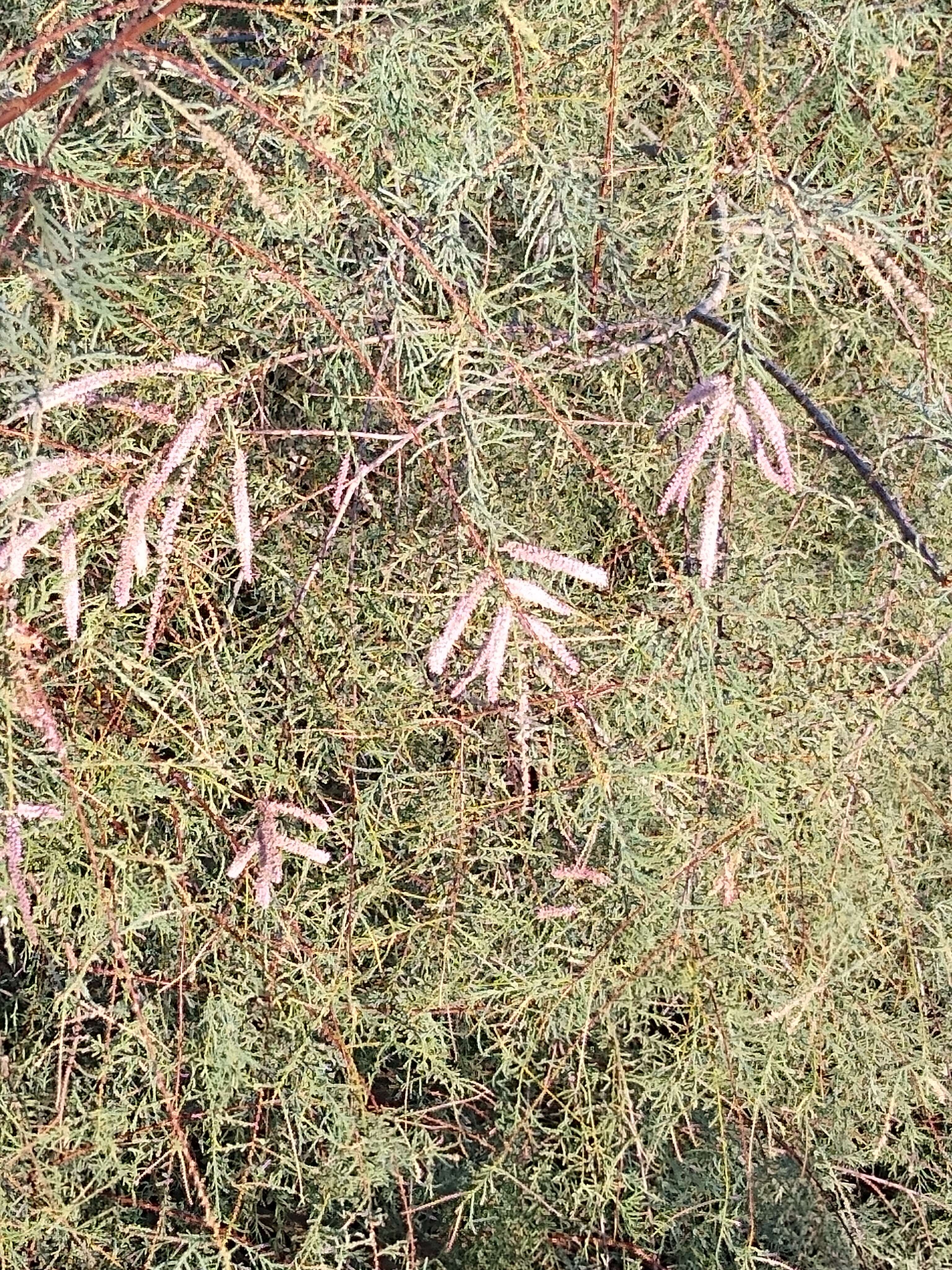 Image of saltcedar