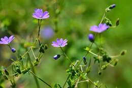 Image of hedgerow geranium