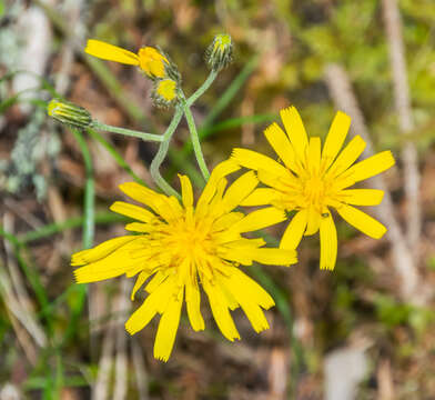 Image of few-leaved hawkweed