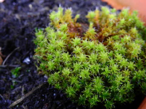 صورة Syntrichia ruralis Weber & D. Mohr 1803