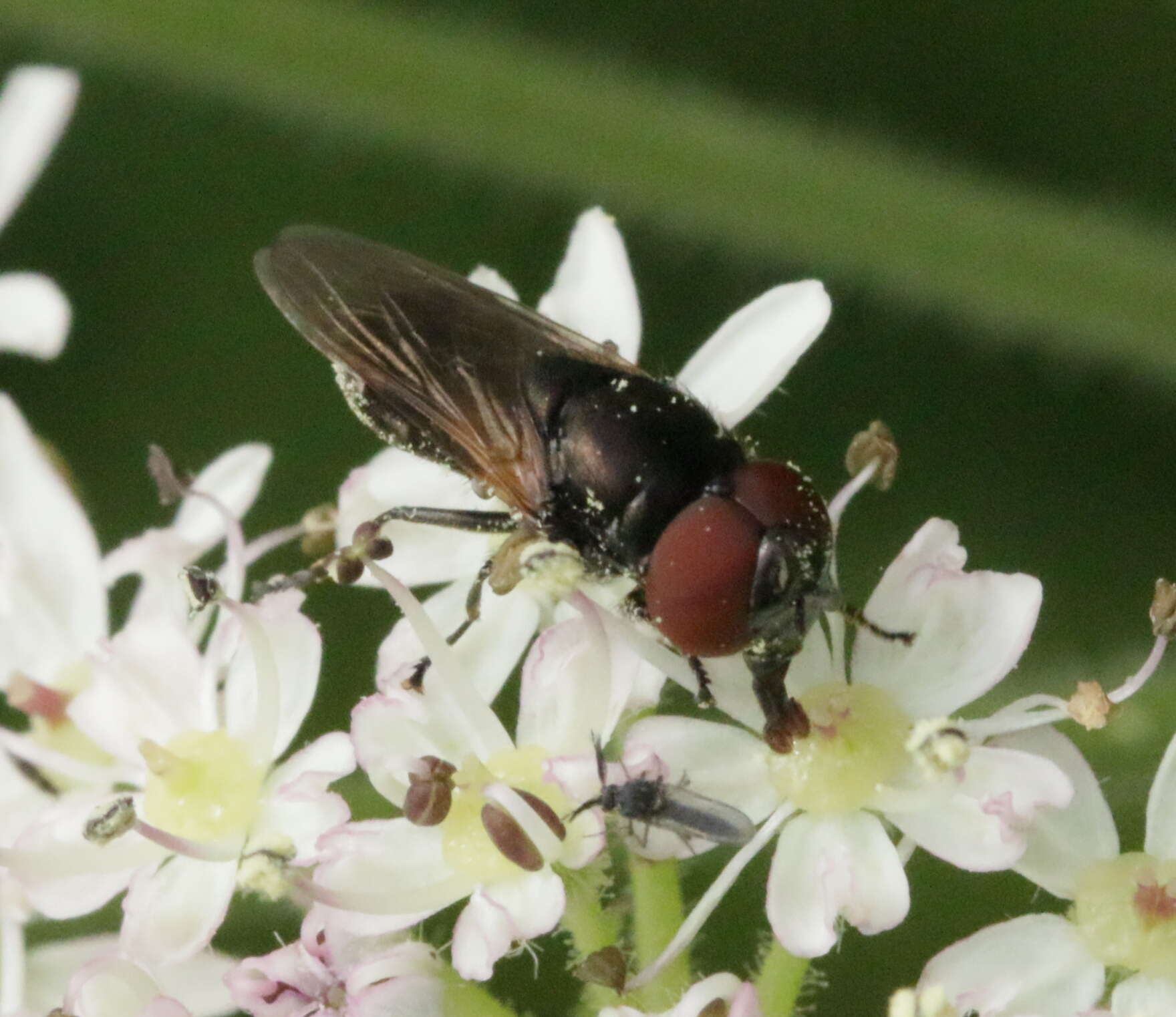 Слика од Chrysogaster cemiteriorum (Linnaeus 1758)