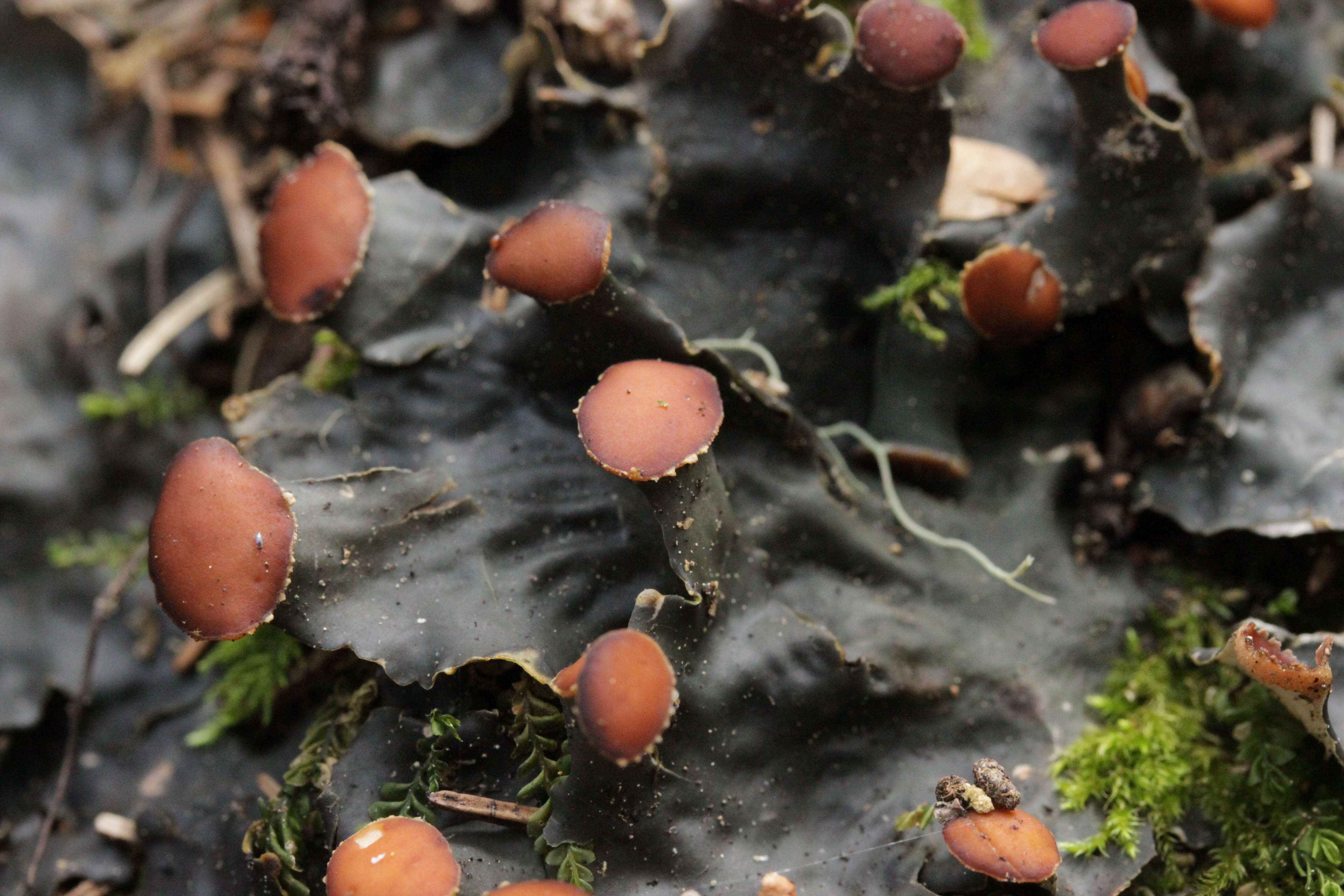 Image of Flat-fruited pelt;   Horizontal felt lichen