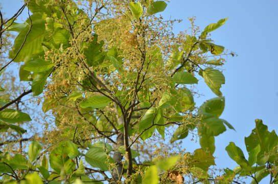 Image of sal tree