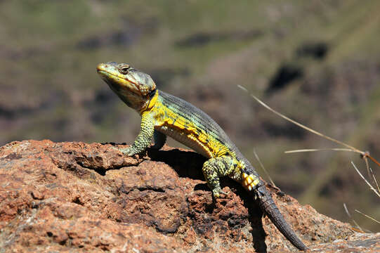 Image of Drakensberg Crag Lizard