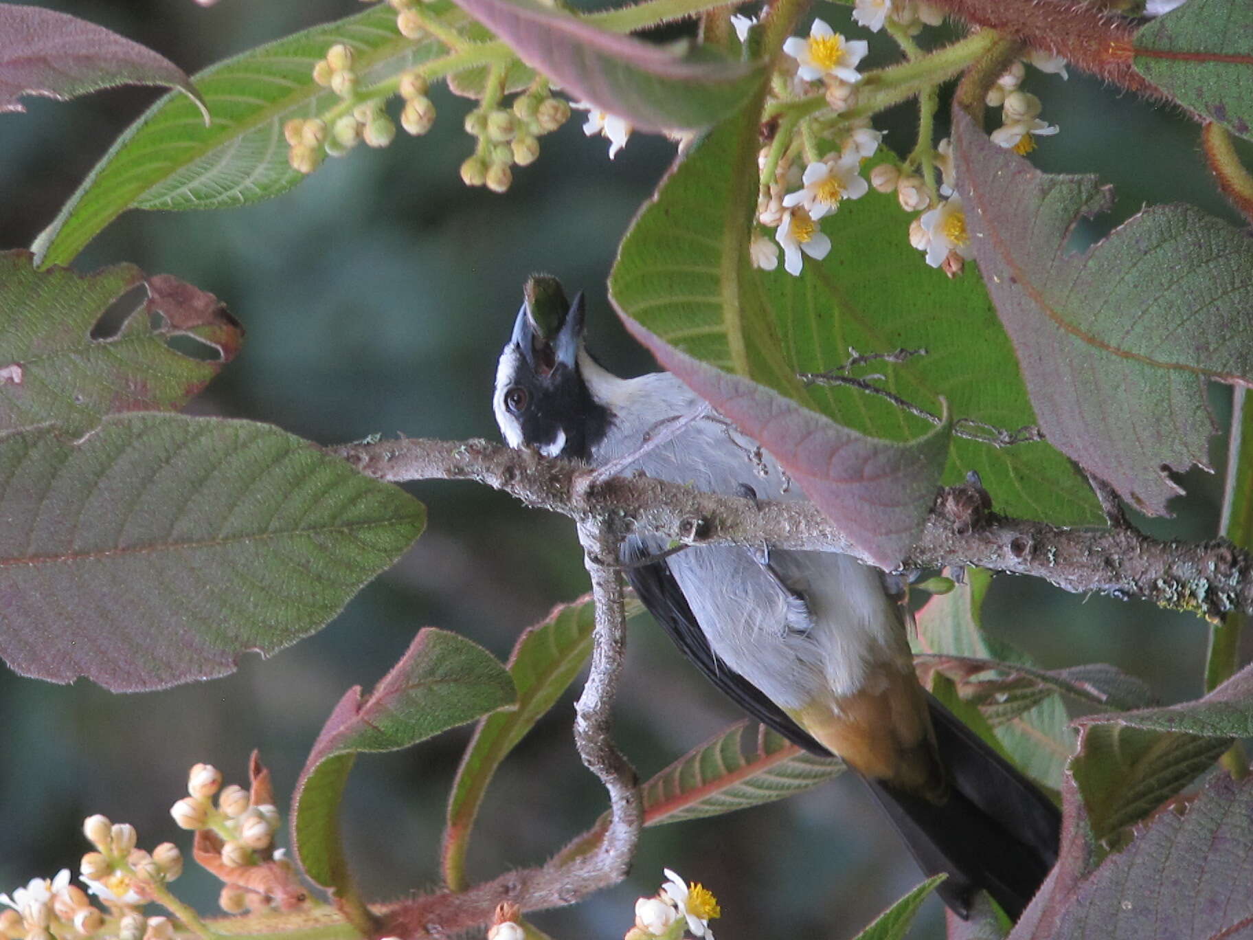 Image of Black-winged Saltator