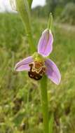 Image of Bee orchid