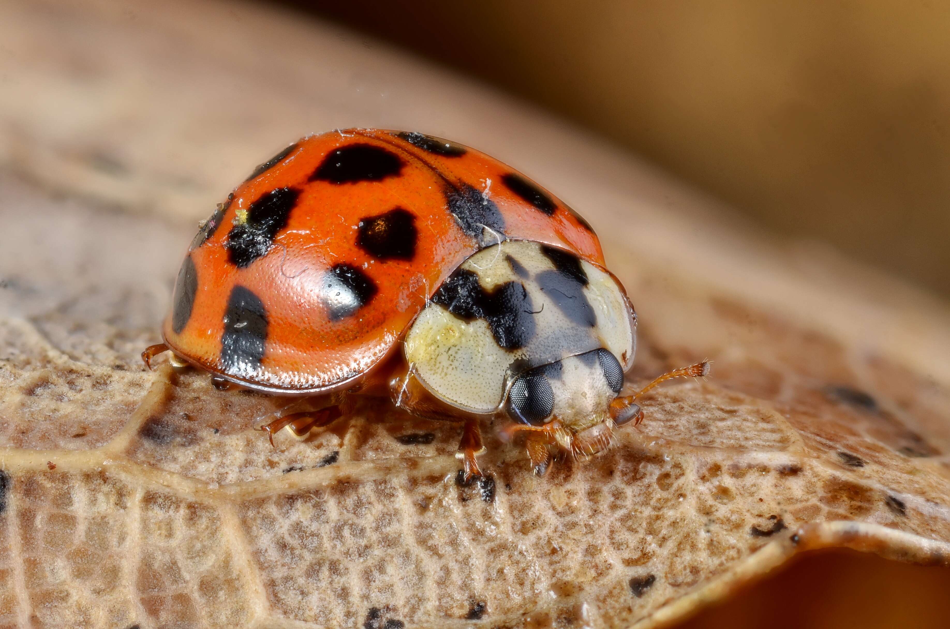 Image of Harmonia axyridis (Pallas 1773)