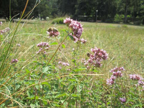 Image of oregano