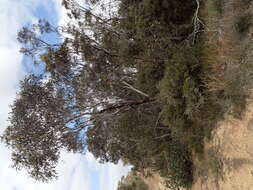 Image of Eucalyptus hebetifolia M. I. H. Brooker & S. D. Hopper