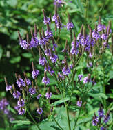 Image of swamp verbena