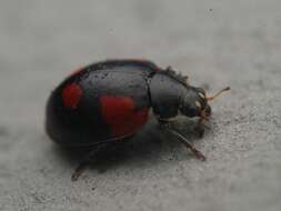 Adalia bipunctata (Linnaeus 1758) resmi