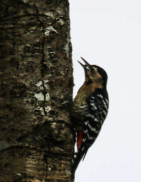 Image of Fulvous-breasted Woodpecker